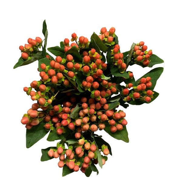 Fresh Cut Peach Hypericum | Fresh Flowers and Free delivery by the Flowers Empire