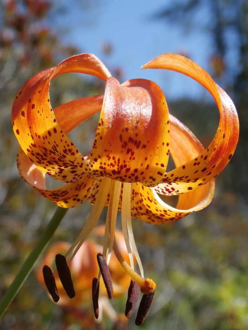 Tiger Lily Wildflower Photography Oregon nature prints Etsy