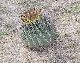 100 Fish hook barrel cactus seeds