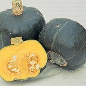 15 Buttercup Squash seeds