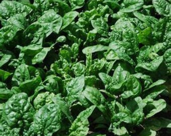 25 Spinach Noble Giant seeds