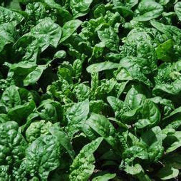 25 Spinach Noble Giant seeds