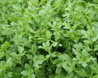 50 Cress Curled seeds