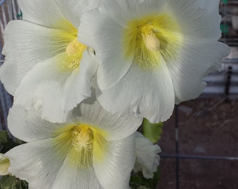 25 Organic Wite Hollyhock  seeds