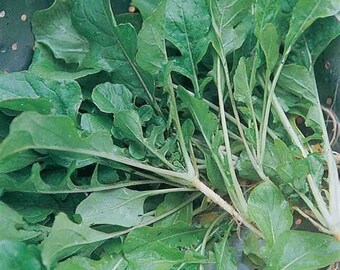 30 Seven Top Greens Turnip seeds