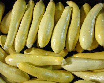50 Straightneck Squash seeds
