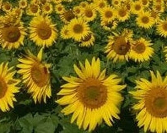 25 Sunflower black oil seeds