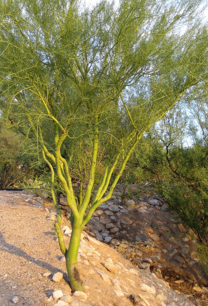10 Seeds Palo Verde Tree Seeds Etsy