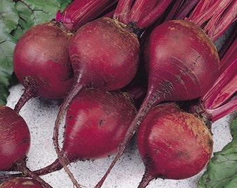 50 Ruby Queen beet seeds
