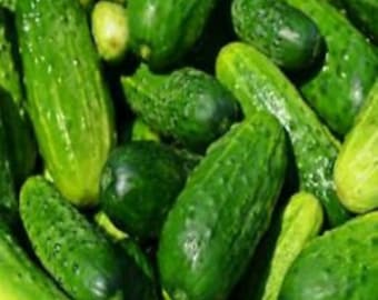 40 National Pickling Cucumber seeds