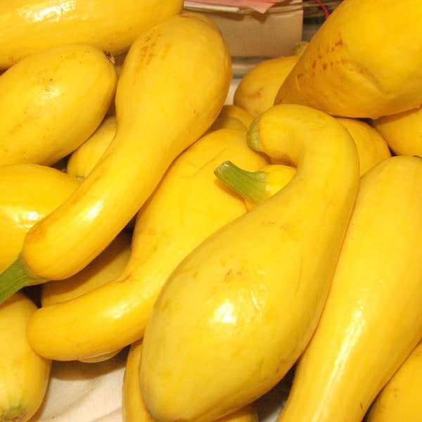 50 Crookneck Squash seeds