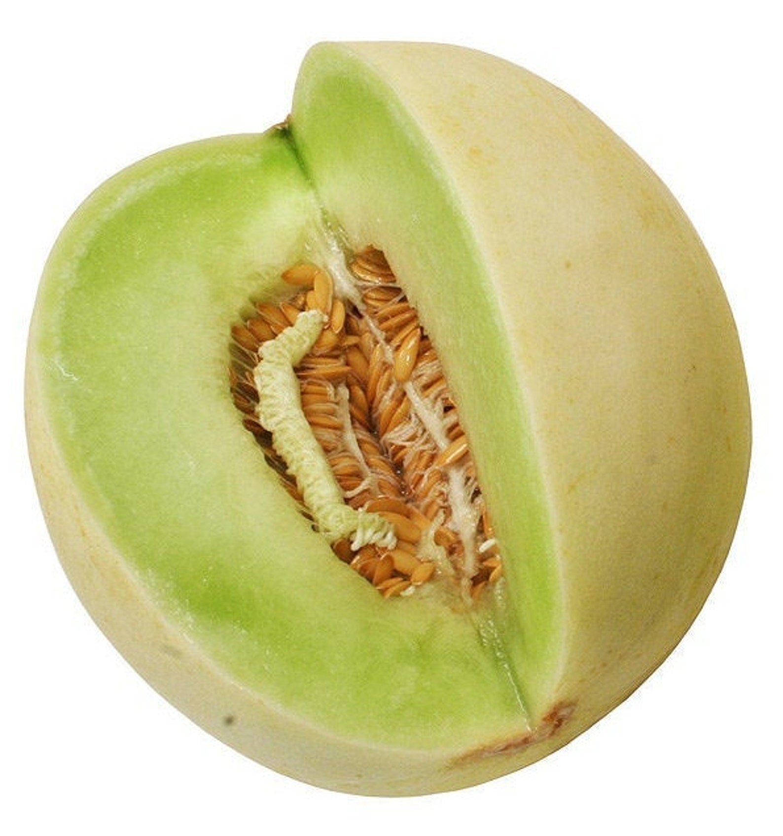 Organic 30 Honey Dew Melon Seeds Etsy