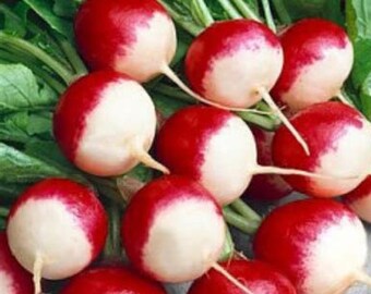 300 Radish Sparkler seeds
