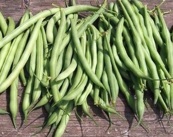 30 blue lake bush bean seeds