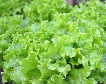 100 Grand Rapids Lettuce seeds