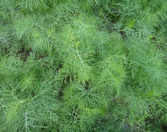100 Dill seeds  2024