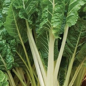 Organic Non GMO 30 Swiss Chard Forkhook Giant  seeds