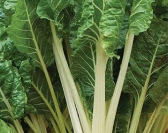 100 organic Swiss Chard Forkhook Giant  seeds
