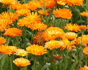 25 Organic Calendula seeds