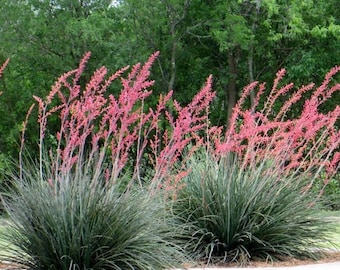 15  Red Yucca seeds