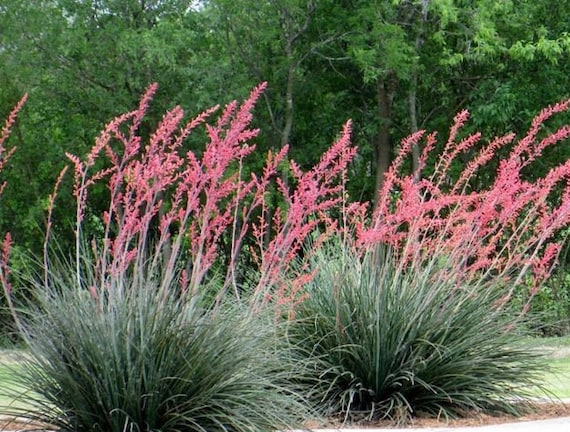 15 Red Yucca Seeds - Etsy