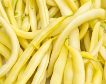 30 Yellow lake Pencil pod seeds