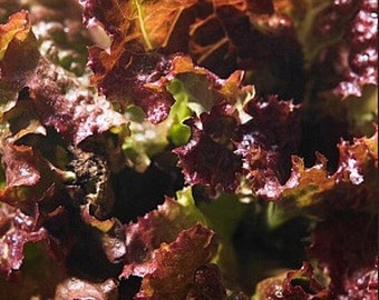 100 Ruby Red Leaf Lettace seeds