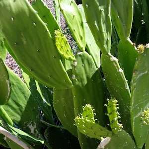 May include: Close-up of a prickly pear cactus with large, flat, green pads. The pads have small white spines and some new growth. The image is well-lit, showing the texture and details of the plant. The cactus is a vibrant green color.
