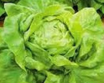 100 Butter Crunch Lettuce seeds