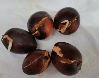 5 Sprouted Organic Hess Avocado Seeds ( see description)