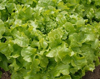 100 Green Leaf salad bowl lettace seeds