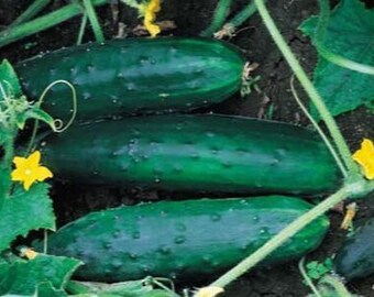 40 Straight 8 Cucumber seeds