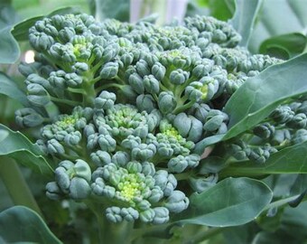 200 Broccoli Calabrese seeds