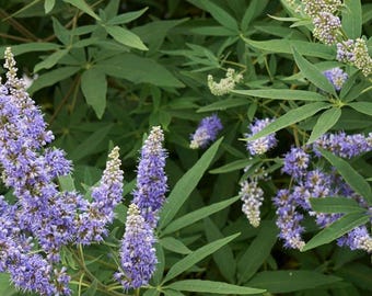 25 seeds - Chaste Tree seeds