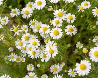 100  chamomile seeds  2022