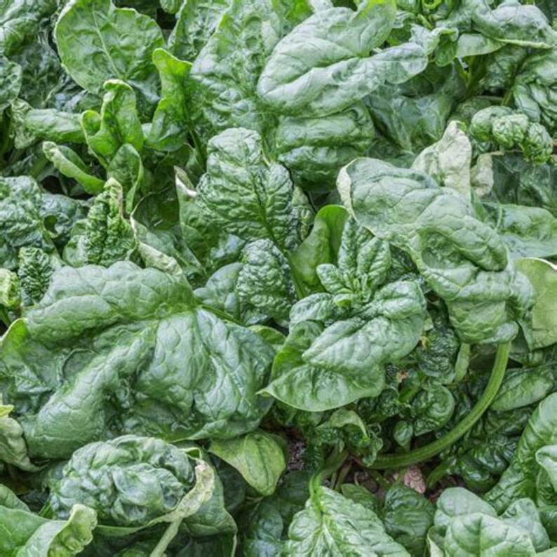 25 Spinach NBloomsdale seeds