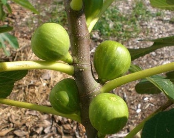 Peter 's honey fig  seeds fresh 2024  50 seeds