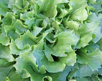 100 Broadleaf Endive seeds
