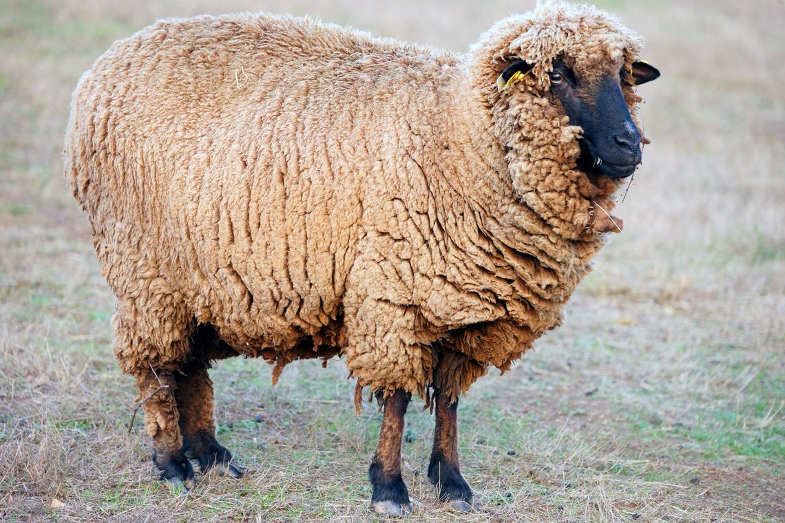 Carded wool coat of Black Merino sheep from Portugal natural Etsy