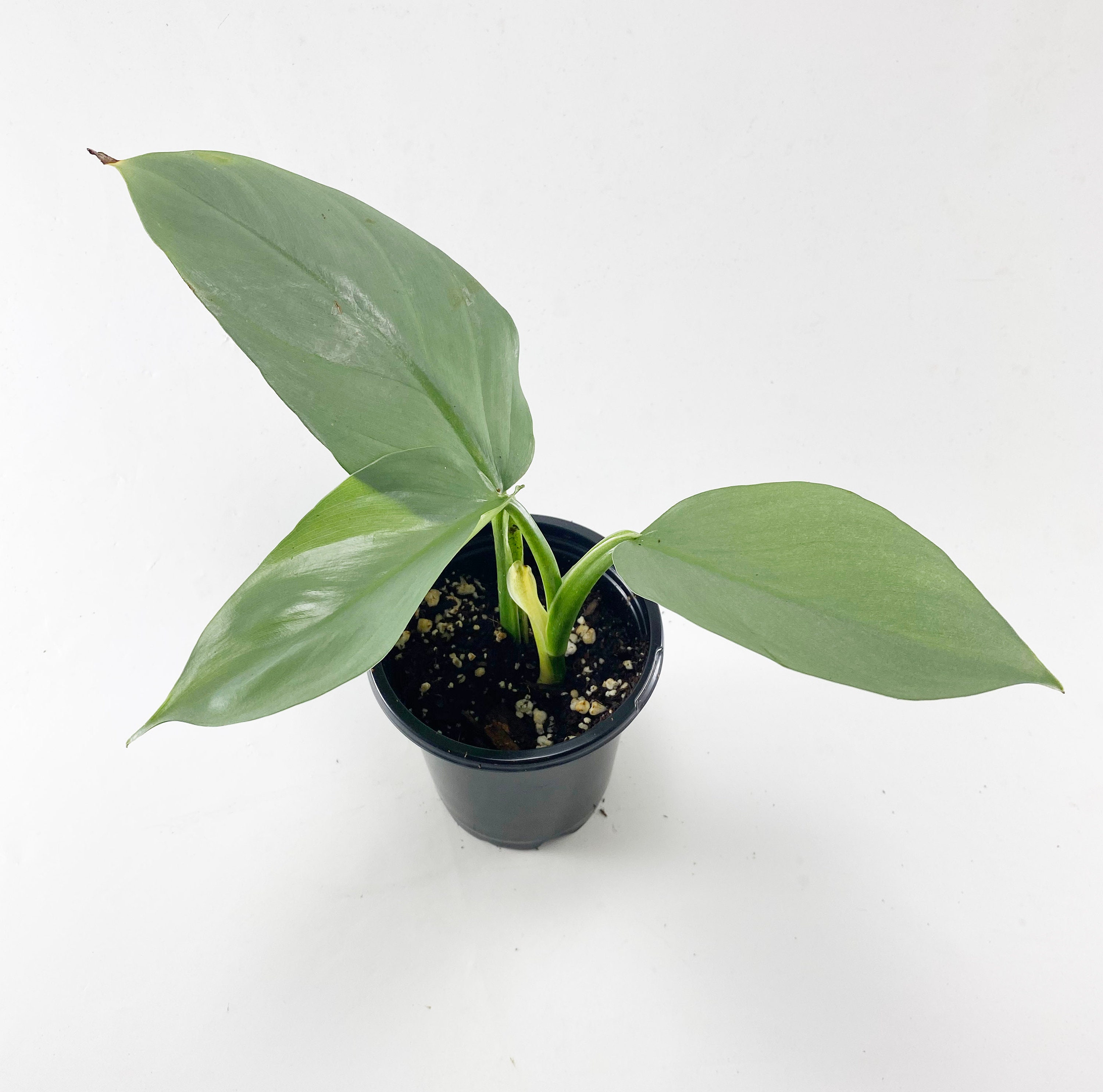 Philodendron Silver Sword Philodendron Hastatum Various Etsy