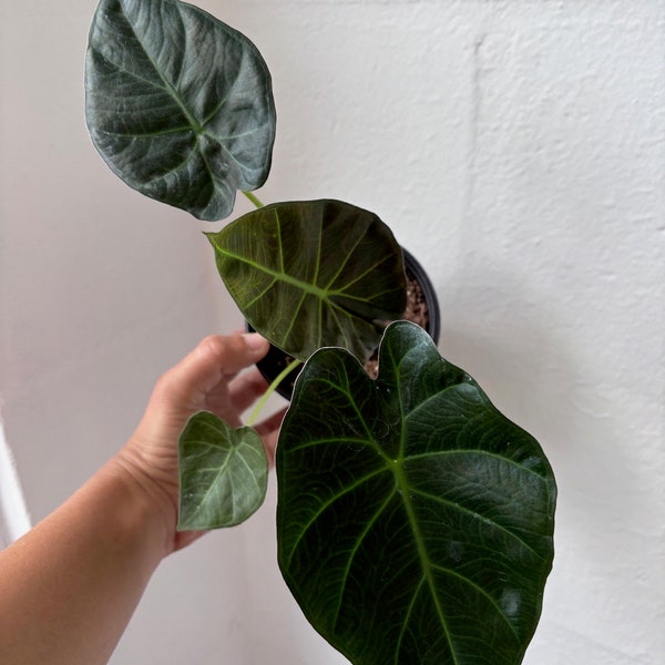 Alocasia Regal Shield - Regal Shield Alocasia live plant - 4” pot