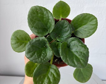 African Violet 'Smokey Echoes' - Smokey Echoes African Violet Live Plant 4" Pot