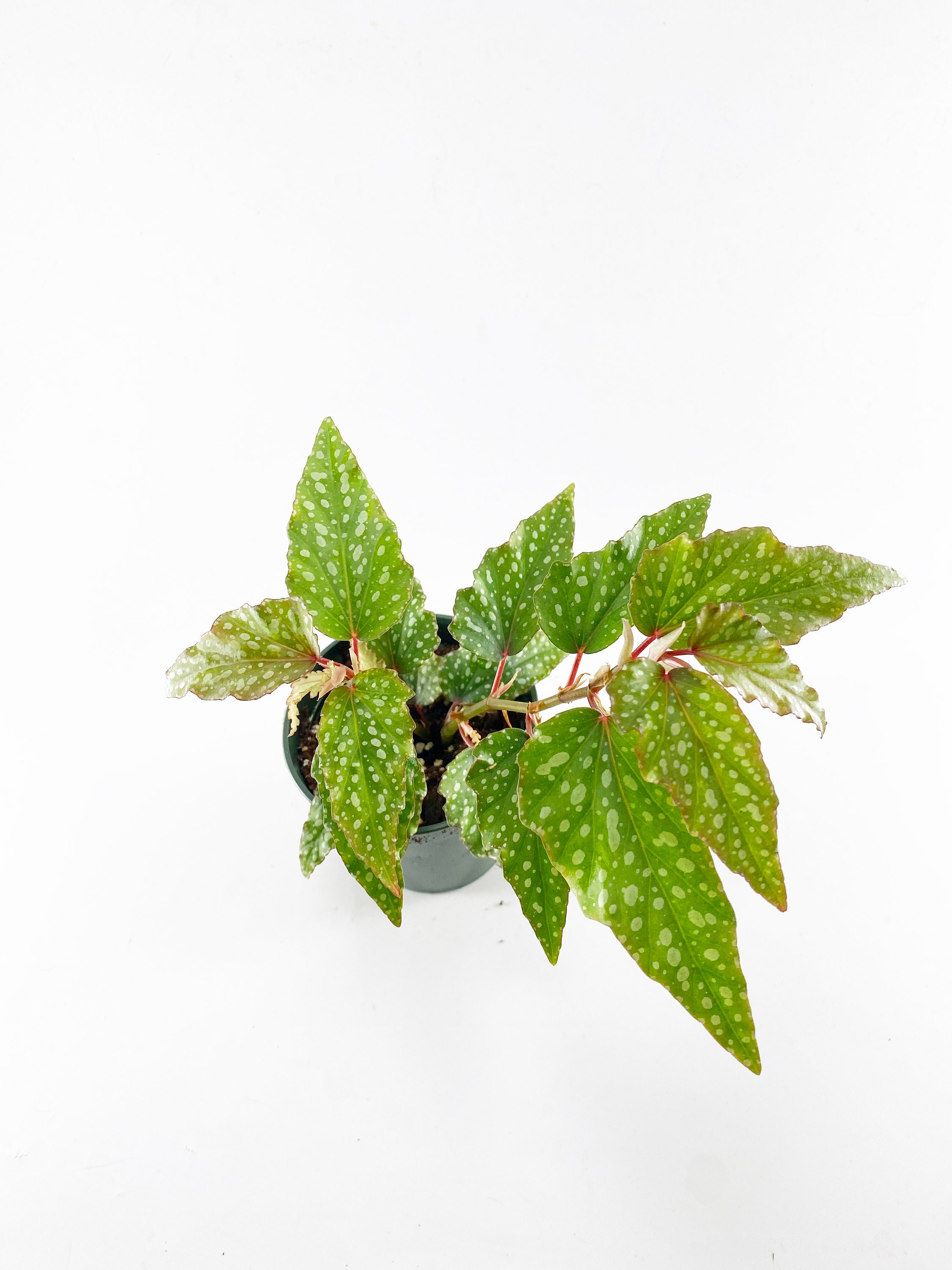 Angel Wing Begonia Little Miss Sherri Live Plant Etsy