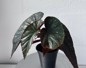 Angel Wing Begonia - Firefly Angel Wing Begonia - Live Plant for Sale - 4" Pot