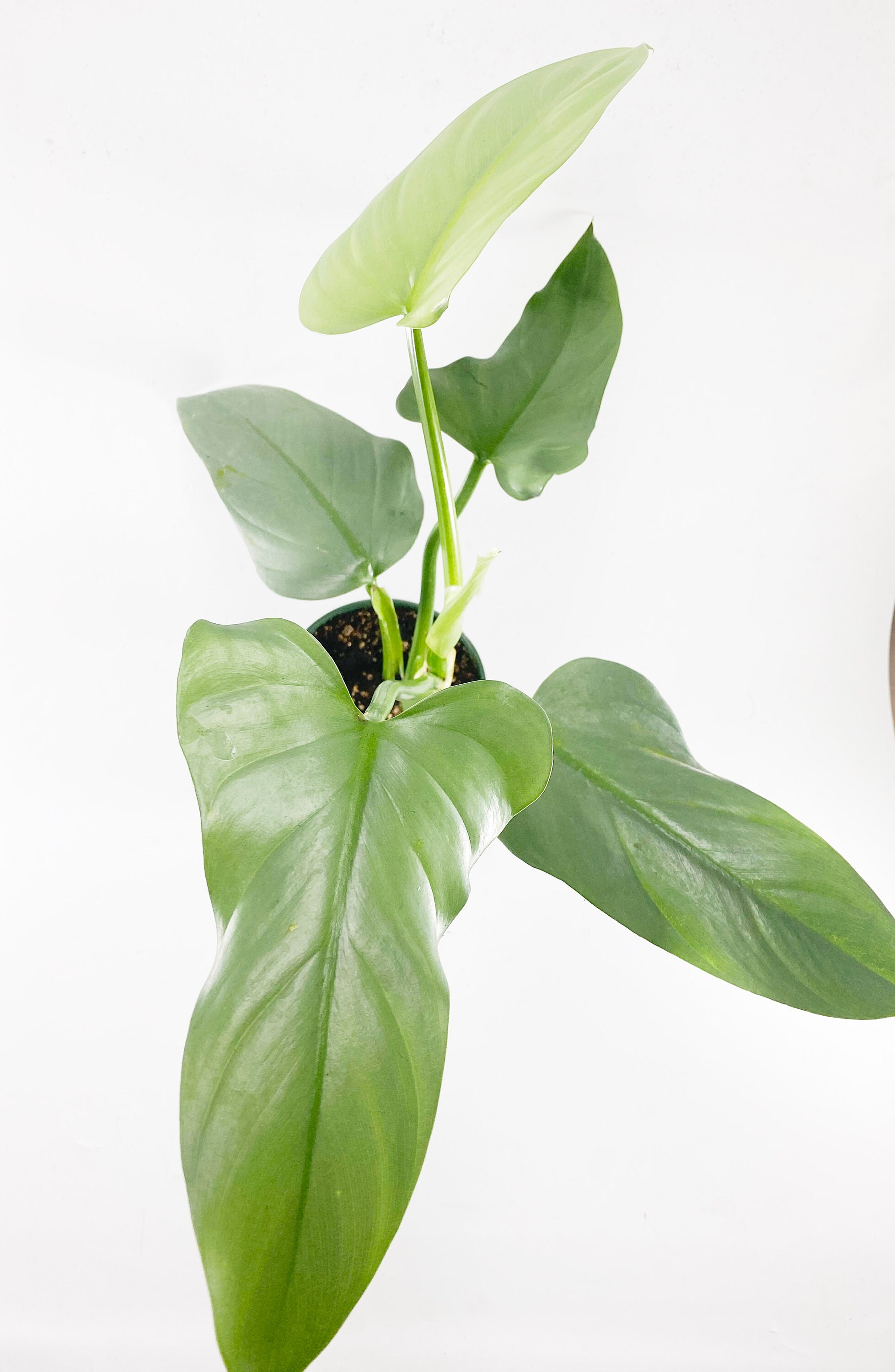 Philodendron Hastatum Glaucophyllum Silver Sword Etsy Philodendron Hastatum Glaucophyllum Silver Sword Etsy