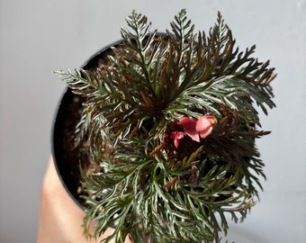 Begonia Bipinnatifida - Fern Begonia Bipinnatifida - 4” Pot - Live Plant for Sale