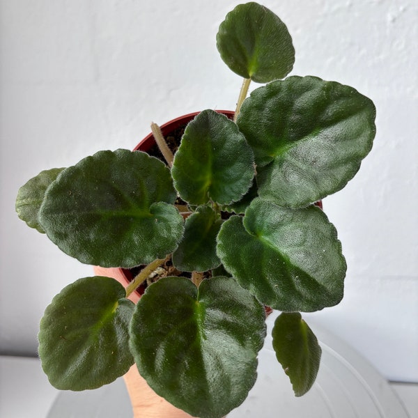 African Violet Rockin Robin - Rockin Robin African Violet - Live Plant - For Sale - 4" Pot