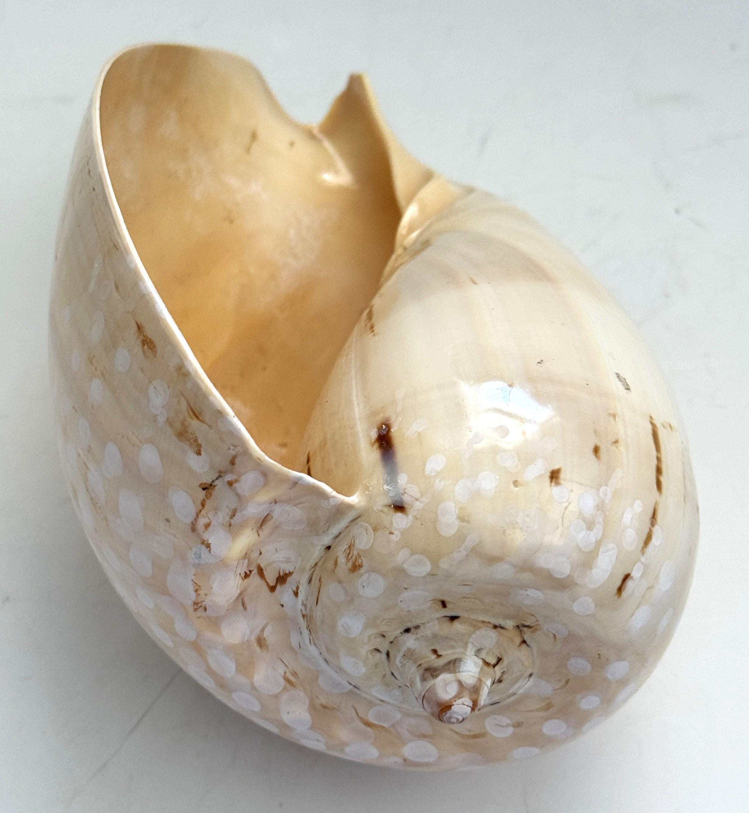 Decorative Shell Melo 8x5 Large Seashell Indian Volute Bailer - Etsy