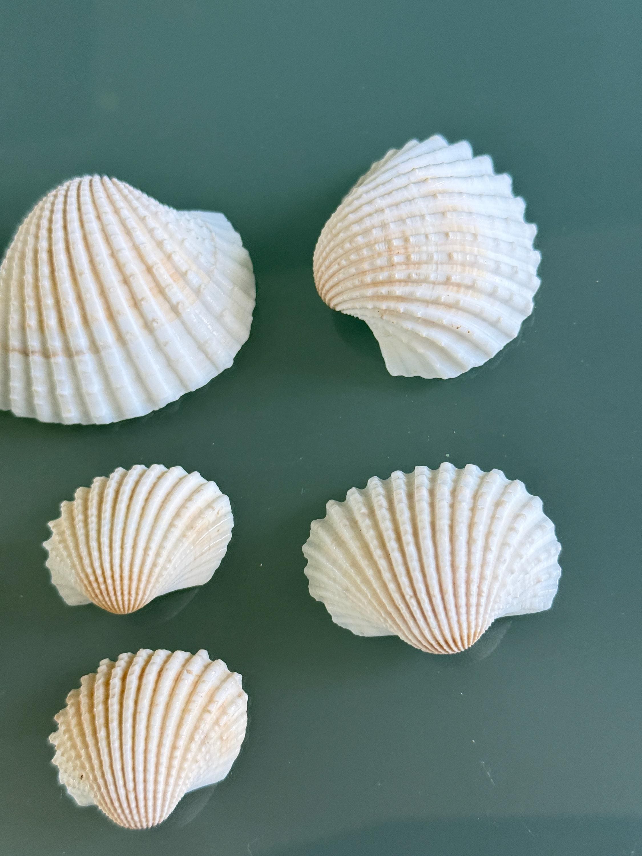 Decorative Shells White Natural Scallop Ark Seashells 8psc - Etsy
