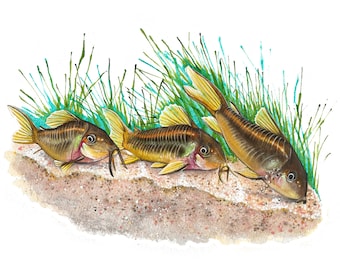 Orange Laser Corydoras Original Watercolor Art Print